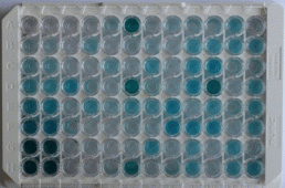 Wide-range ELISA Kit for Carnitine Palmitoyltransferase 1A, Liver (CPT1A)